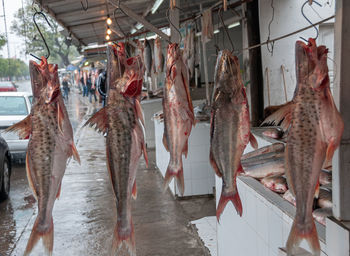 Panoramic view of fish for sale at market