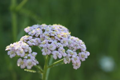 Close-up of pink flowers