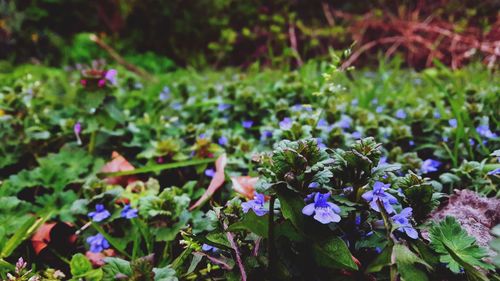 Close-up of purple flowering plants on field