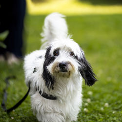 Portrait of hairy dog on field