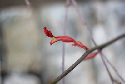 Close-up of red flower buds