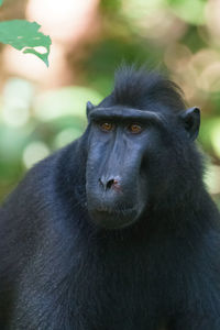 Portrait of a monkey looking away