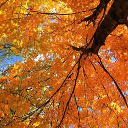 Low angle view of autumnal trees