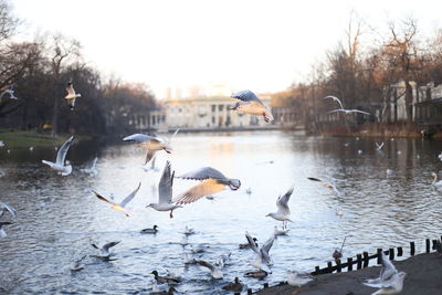 Seagulls flying over lake lazienki park