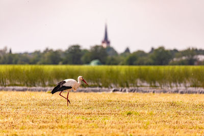 Close up of a rattle stork searching for food in a stubble field in germany