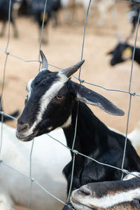 Close-up of a goat