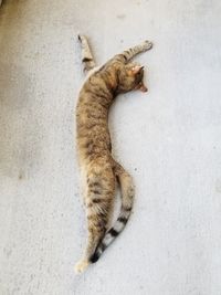 High angle view of cat sleeping