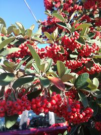 Close-up of berries growing on tree