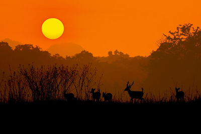 Silhouette plants on field against sky during sunset