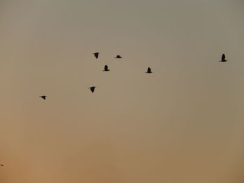 Flock of birds flying over white background