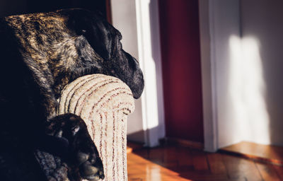 Cane corso relaxing on sofa at home