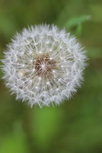 Close-up of dandelion flower