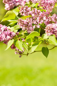 Close-up of flowers on tree