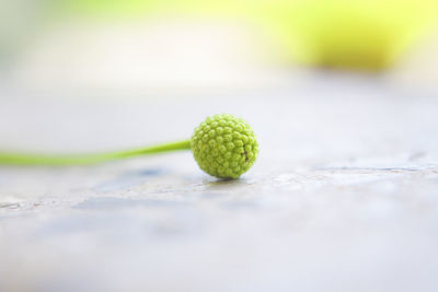 Close-up of fruit on table