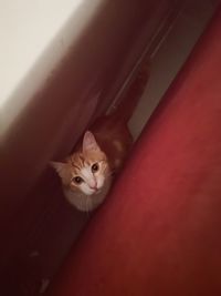 High angle portrait of cat on bed