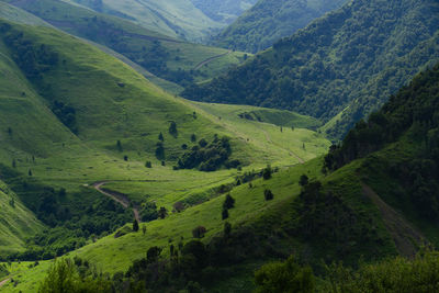 Alpine meadows in the caucasus mountains. beautiful nature in the chechen republic.