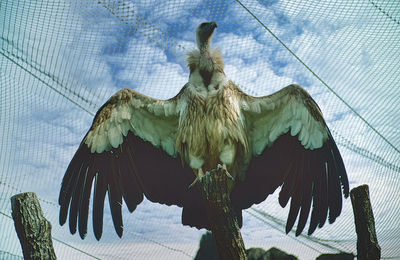 Low angle view of bird flying against clear sky