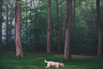 Dog relaxing on grass