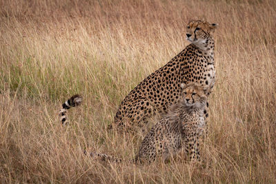 Cheetahs sitting on grassy field in forest