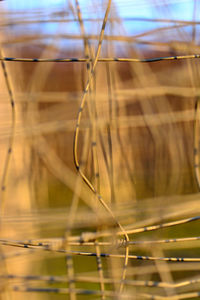 Close-up of plant against blurred background