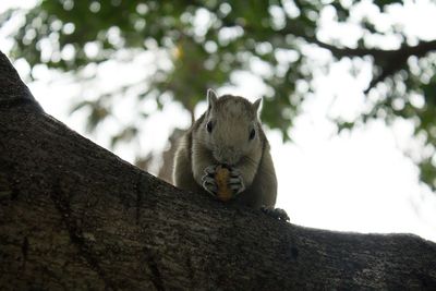Low angle view of squirrel