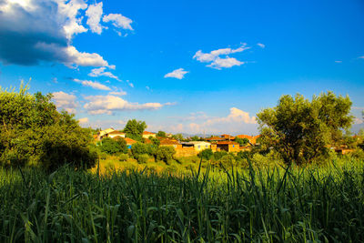 Scenic view of agricultural field against sky