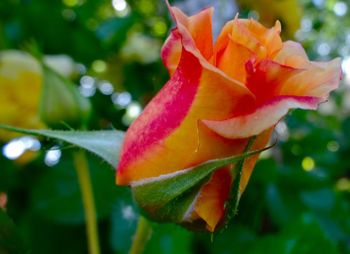 Close-up of orange rose