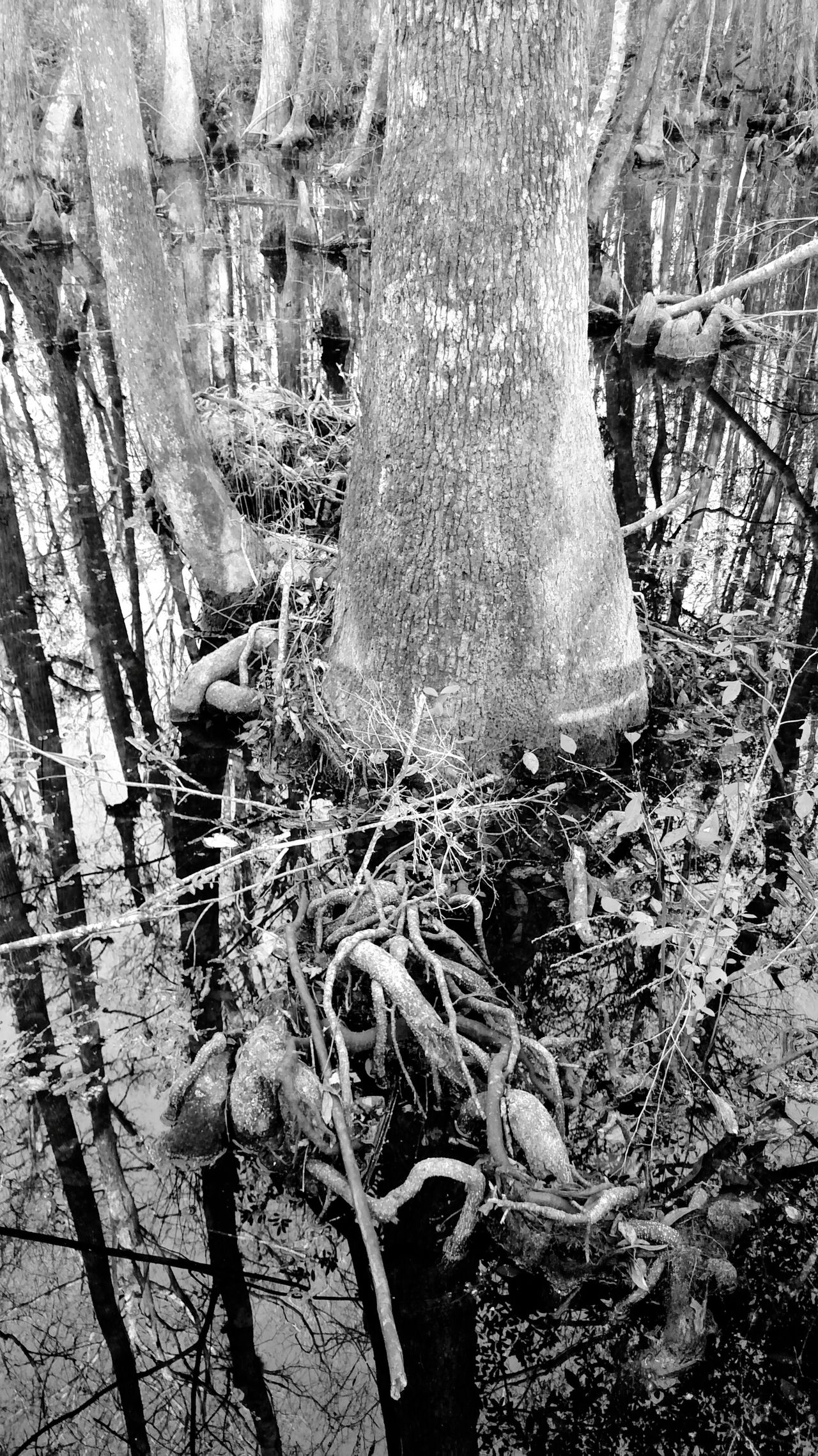 Fanny Bay Trail near Lake City, FL