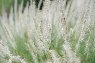 Closeup blossom flowers of thatched grass grow in the wild field with blurred natural  background.