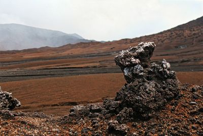 View of tree on mountain