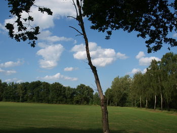 Trees on landscape against sky