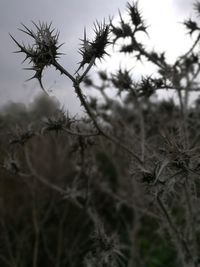 Close-up of plants against sky