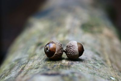 Close-up of acorns on log