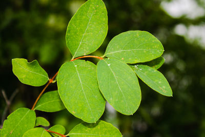 Close-up of fresh green plant