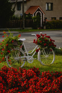 Close-up of plants on field