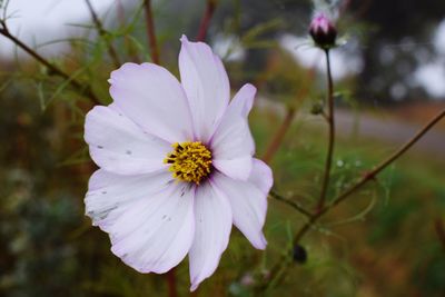 Close-up of pink flower blooming outdoors