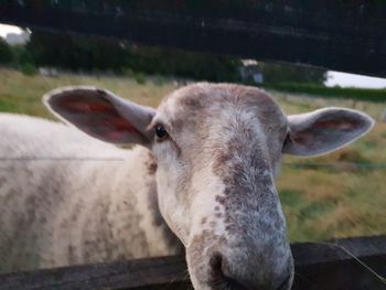 Close-up portrait of a horse