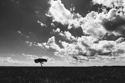 Silhouette bird on field against sky