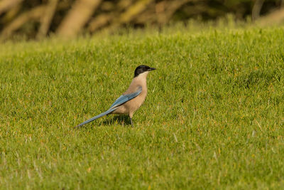 Bird perching on grassy land