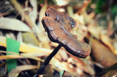 Close-up of leaves on wood