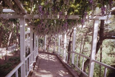 Plants and trees in park