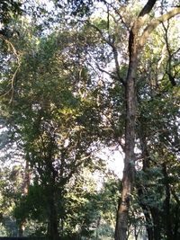 Low angle view of trees in forest