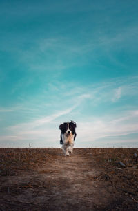 Portrait of dog standing on field against sky