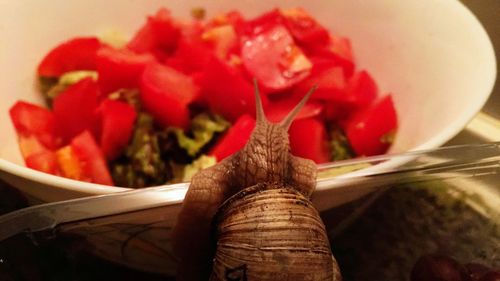 Close-up of red flower in bowl