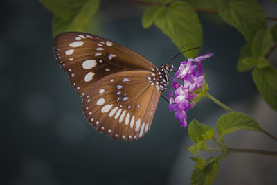 Close-up of butterfly pollinating on purple flower