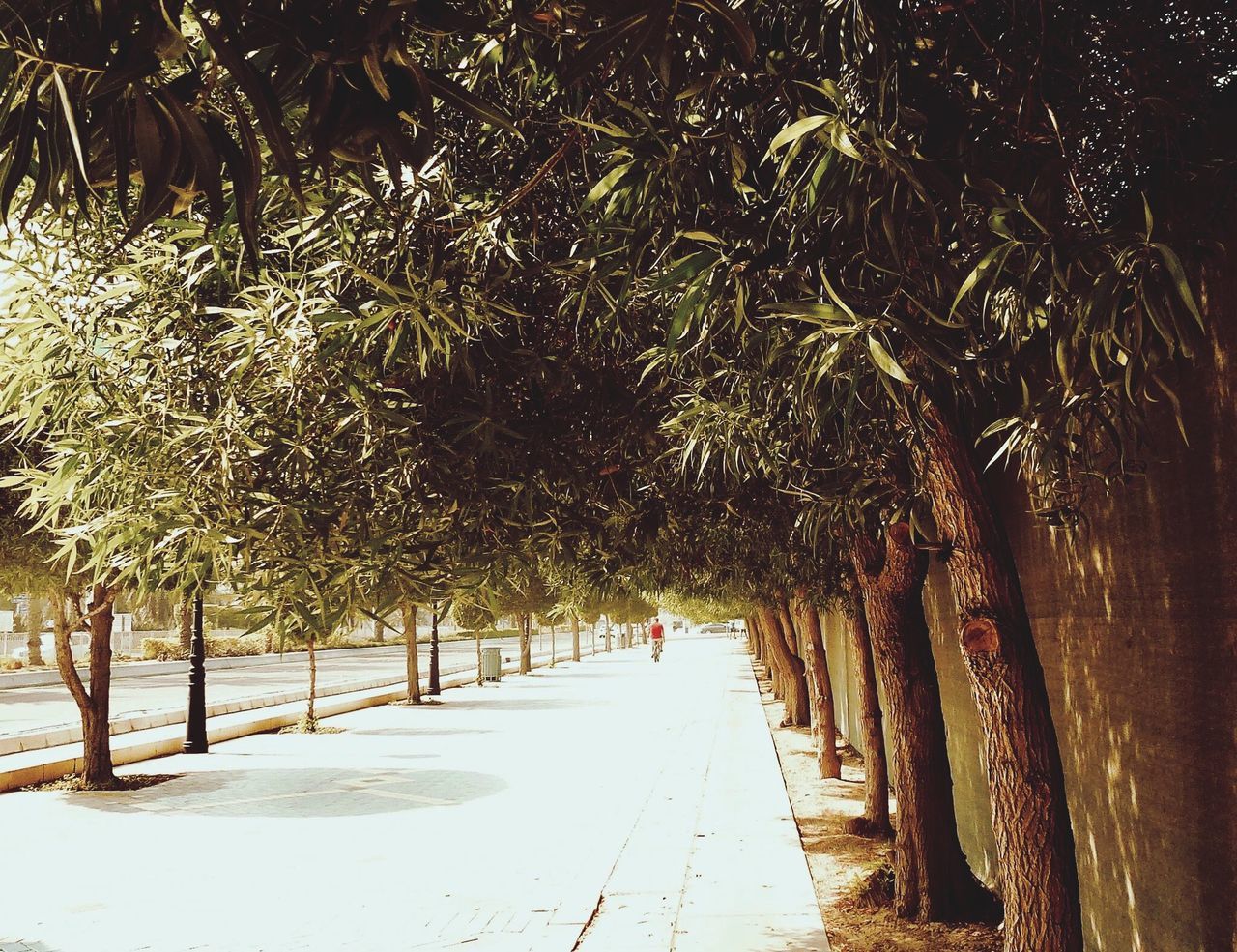 tree, no people, nature, outdoors, beauty in nature, day