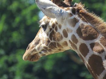 Close-up of giraffe at dublin zoo