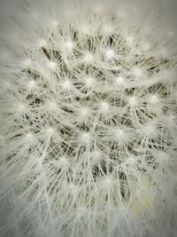 Full frame shot of white dandelion cactus