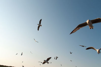 Low angle view of birds flying against clear sky