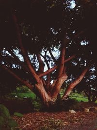 Low angle view of trees in forest